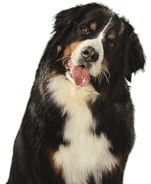 Bernese Mountain Dog