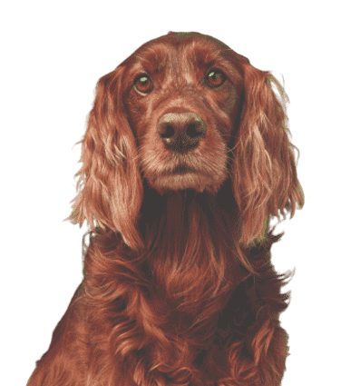 A portrait of a spaniel dog on a green background