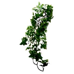 Komodo Philodendron Hanging Plant