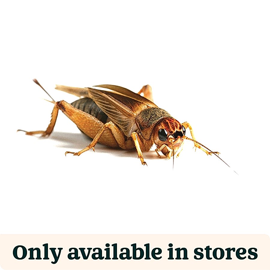 Pets at Home Live Reptile Food Brown Crickets Large