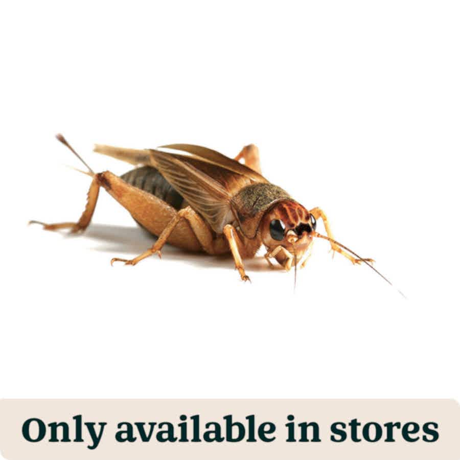 Pets at Home Live Reptile Food Brown Crickets 4th 12-14mm