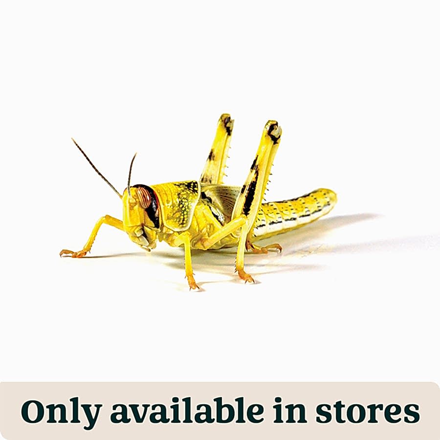 Pets at Home Adult Reptile Food Locusts 50-60mm