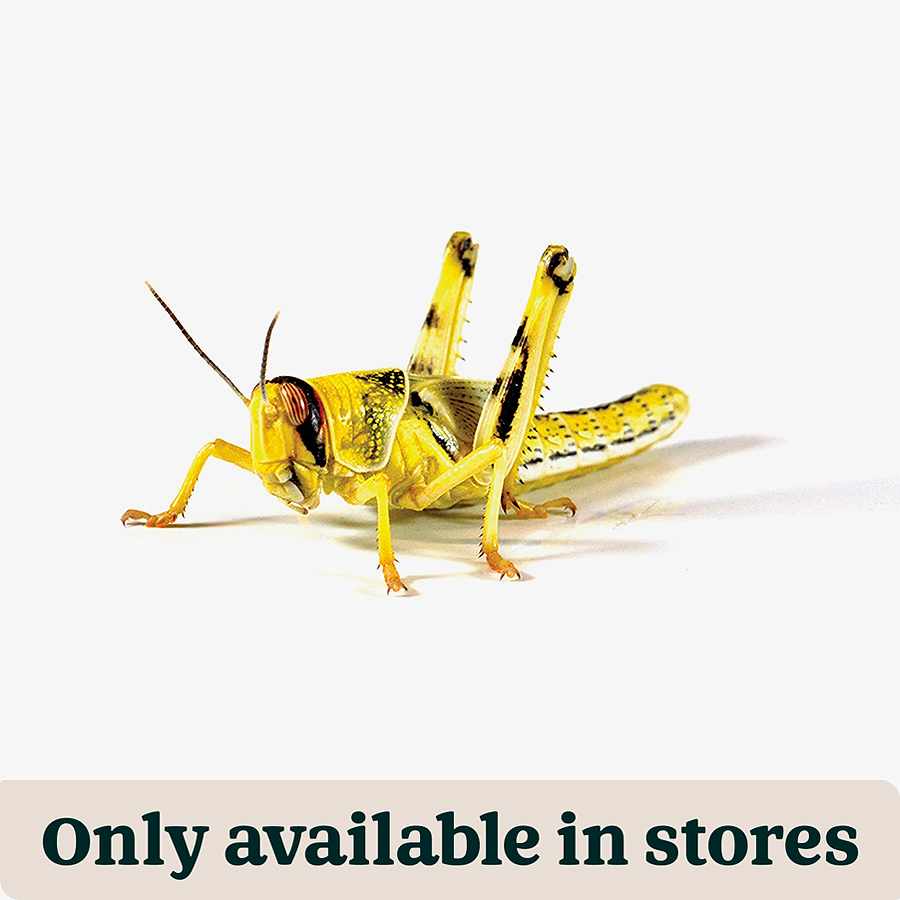 Pets at Home Live Reptile Food Locusts 4th Hoppers 28-32mm