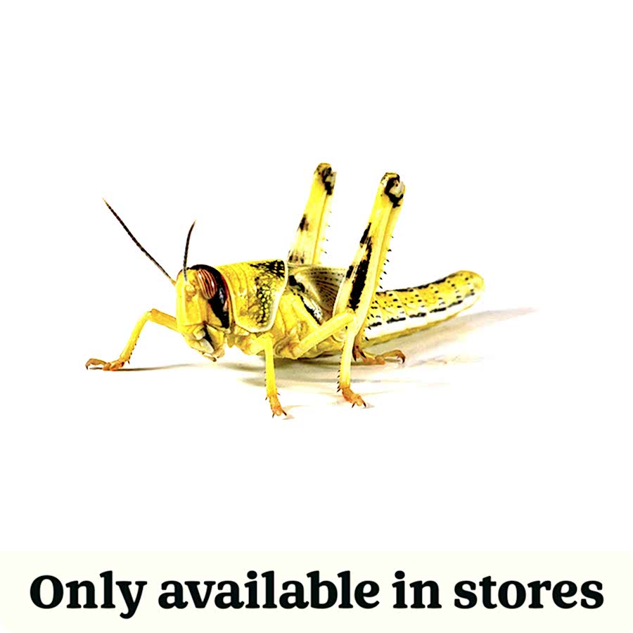 Pets at Home Locusts Small Hoppers Reptile Food 8-12mm