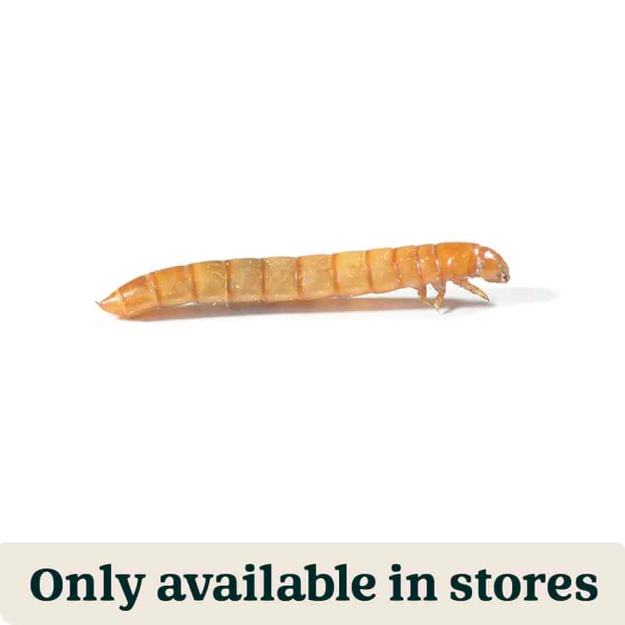 Pets at Home Live Reptile Mealworms Food 18-26mm