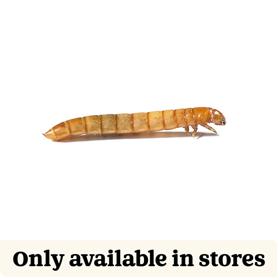 Pets at Home Live Reptile Mini Mealworms Food 15-18mm