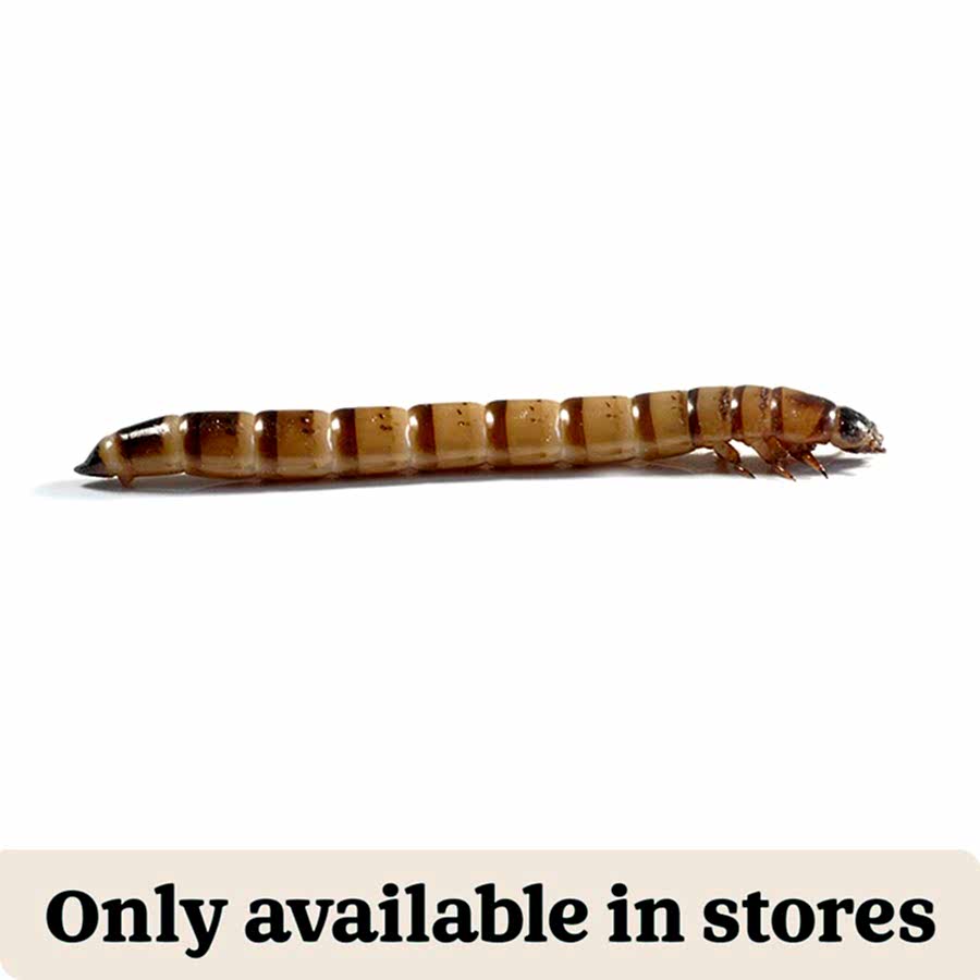 Pets at Home Live Reptile Food Morioworms 40-50mm