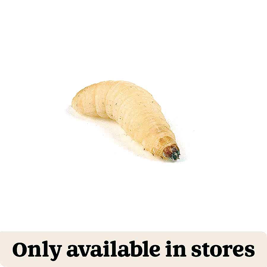 Pets at Home Live Reptile Food Waxworms 15-20mm