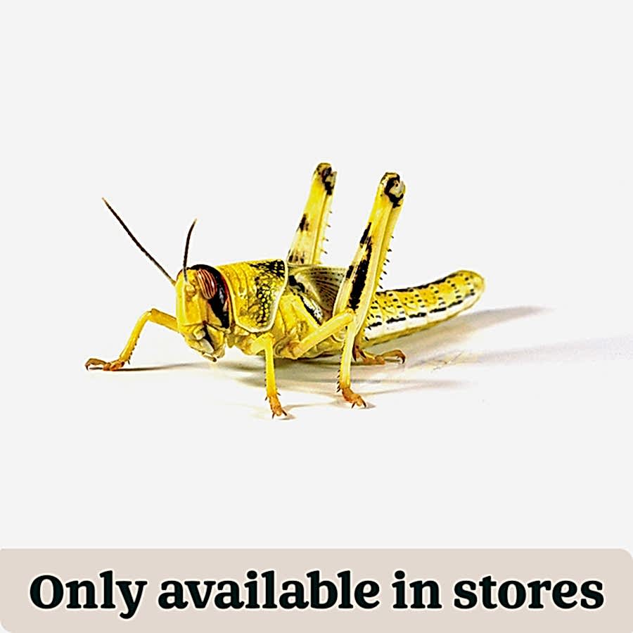 Pets at Home Live Reptile Locusts 4th Hoppers Food 28-32mm