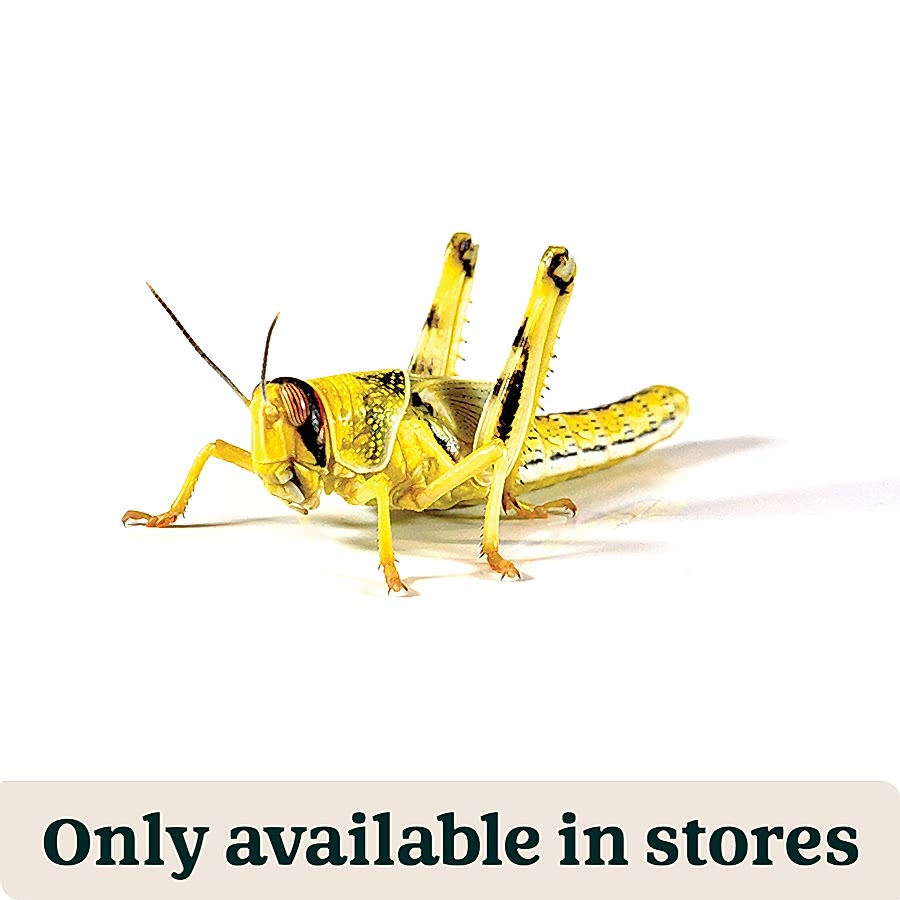 Pets at Home Live Reptile Food Locusts 5th Hoppers 36-42mm