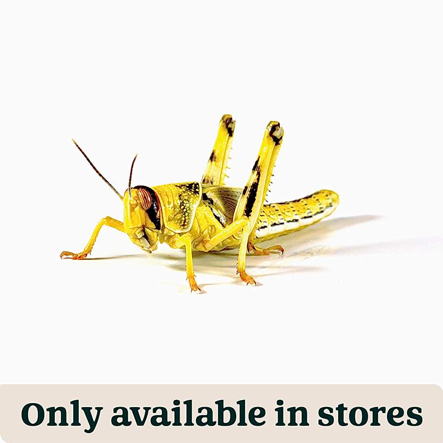 Pets at Home Adult Reptile Food Locusts 50-60mm