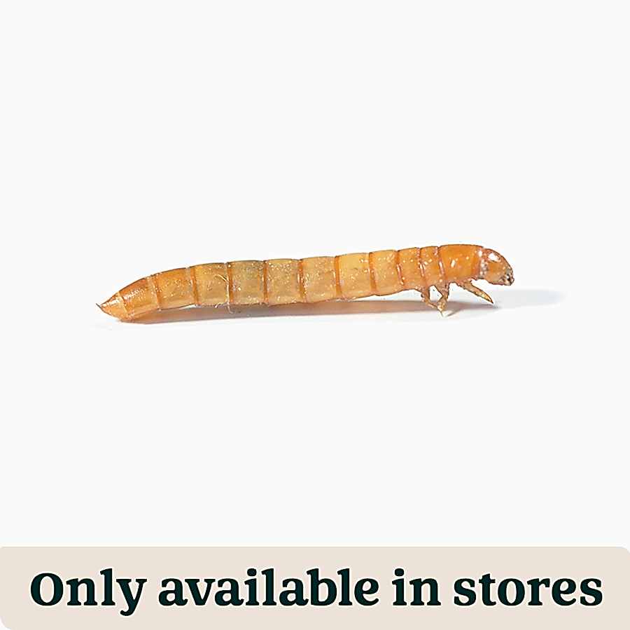 Pets at Home Live Reptile Mealworms Food 18-26mm