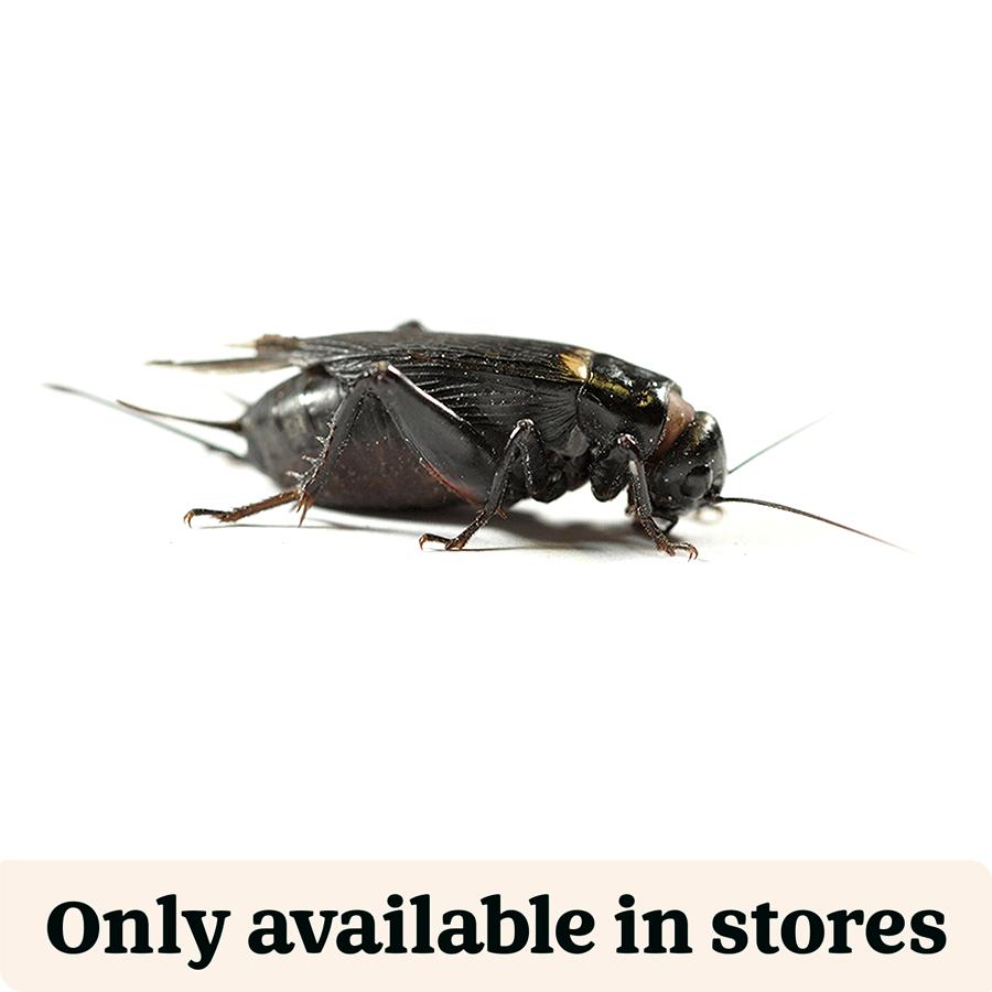 Pets at Home Live Reptile Food Black Crickets 2nd 6-8mm