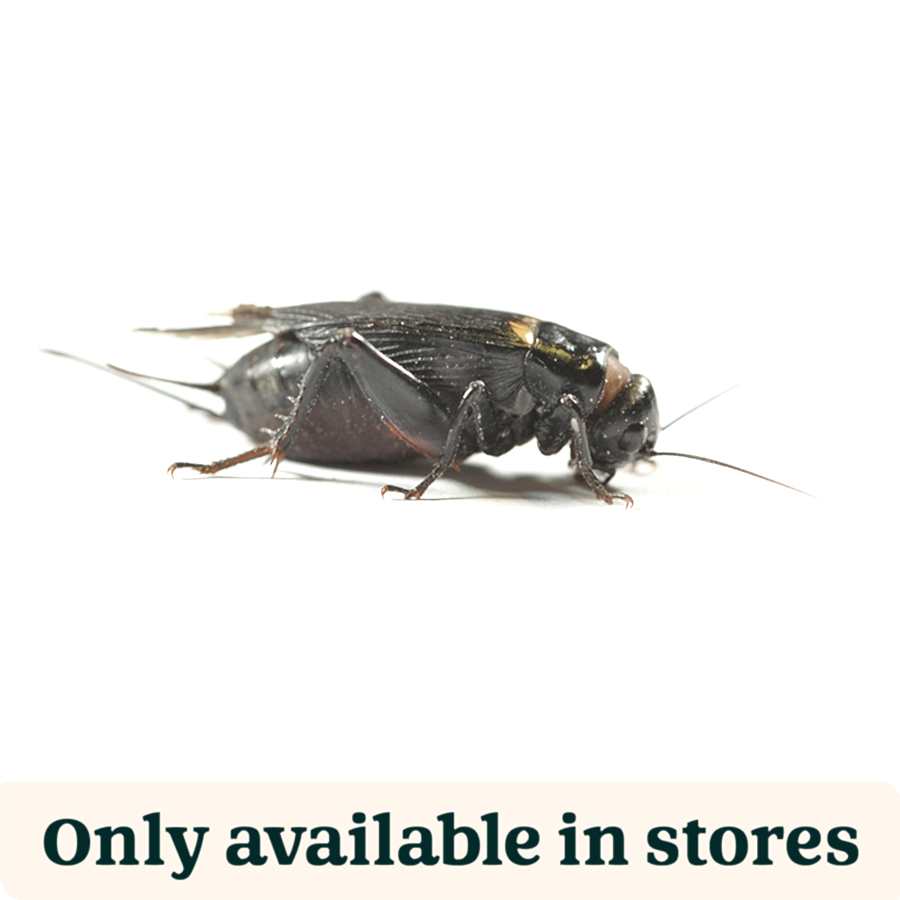 Pets at Home Live Reptile Food Black Crickets 3rd 8-10mm