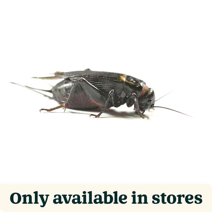 Pets at Home Live Reptile Food Black Crickets 4th 12-18mm