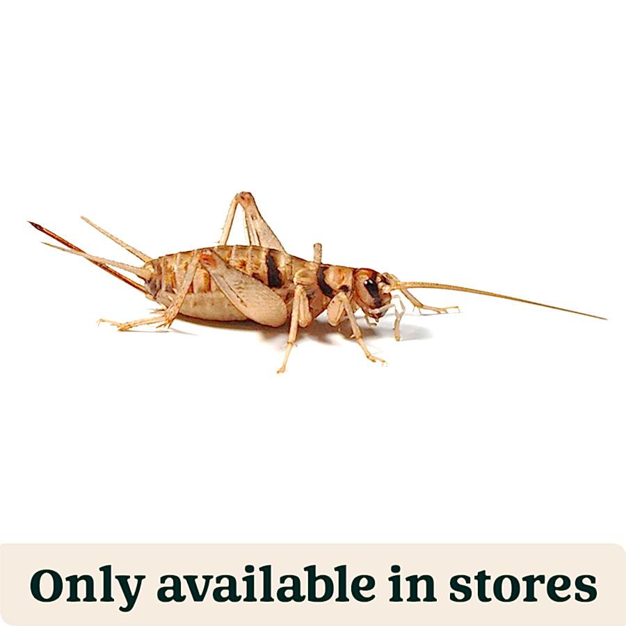 Pets at Home Live Reptile Food Banded Brown Crickets 1st 3mm