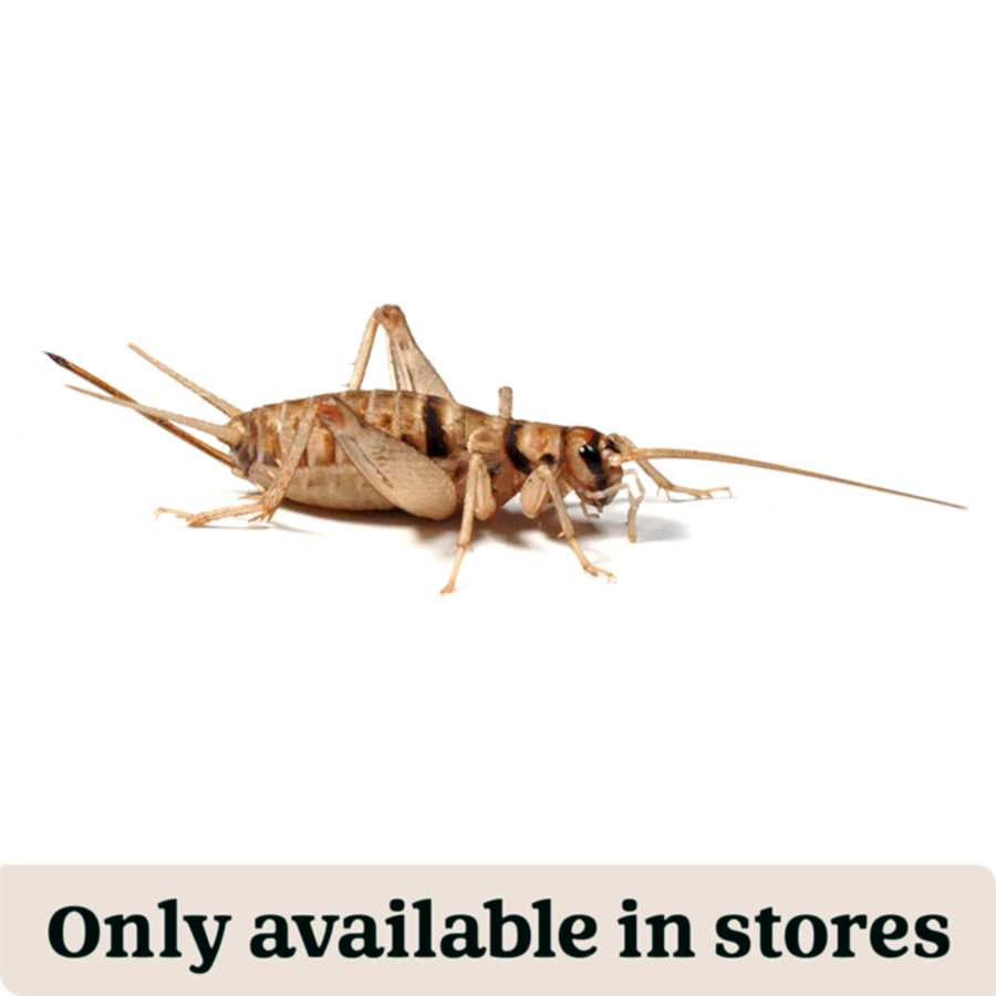 Pets at Home Live Reptile Food Banded Brown Crickets Hatchling 1-2mm