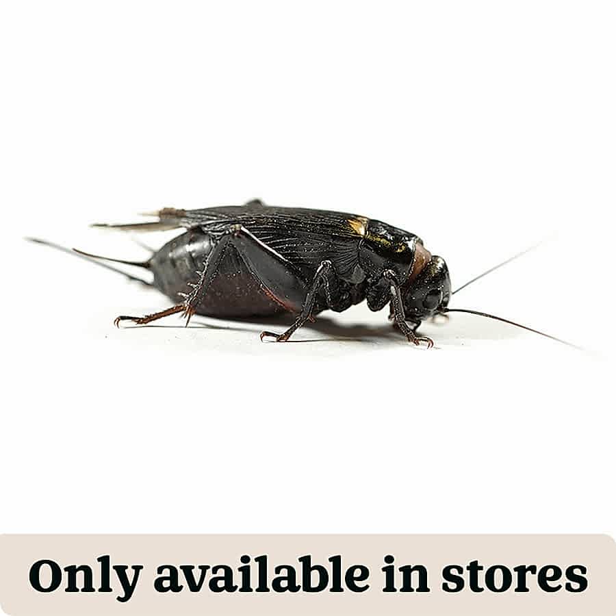 Pets at Home Live Reptile Food Black Crickets 18-25mm