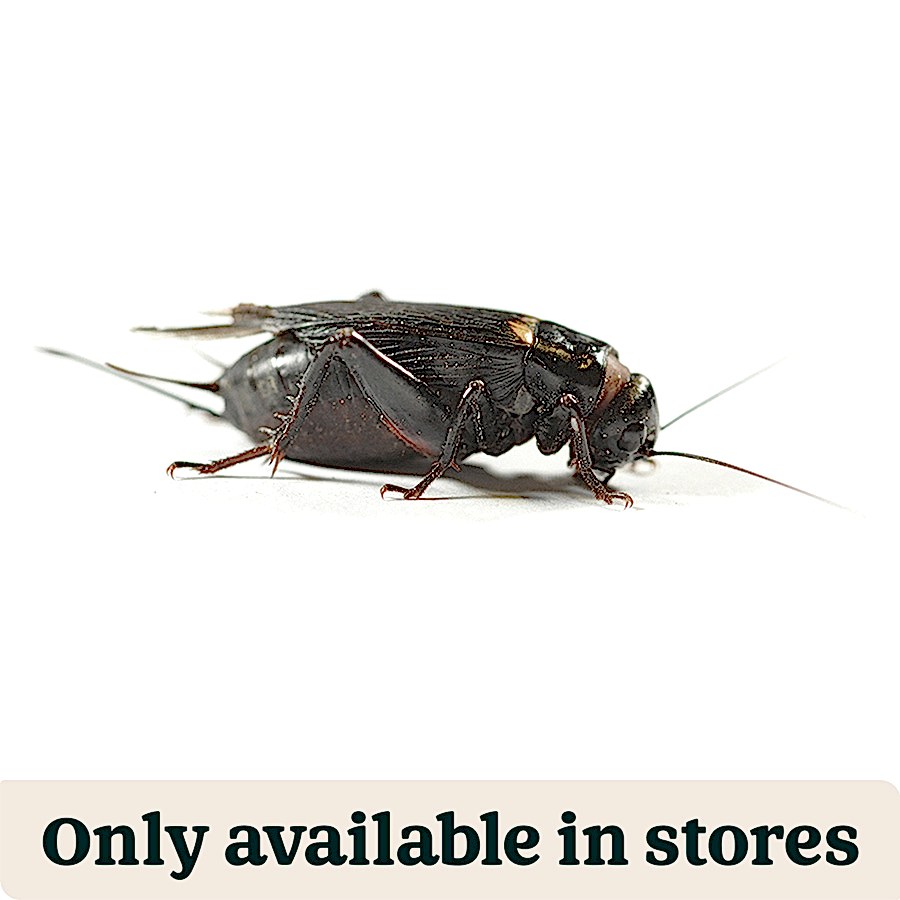 Pets at Home Large Black Crickets Reptile Food 25-30mm