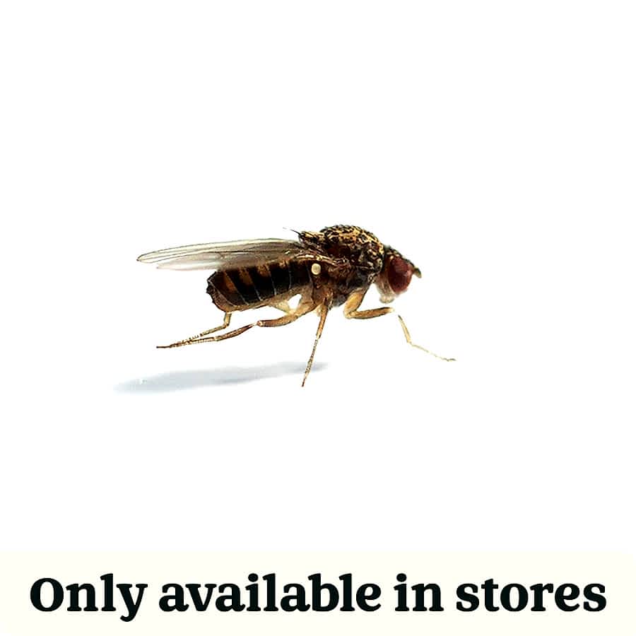 Pets at Home Live Reptile Food Fruit Flies Large