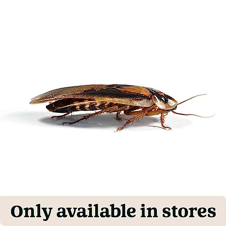 Pets at Home Live Reptile Food Dubia Roaches 25-30mm