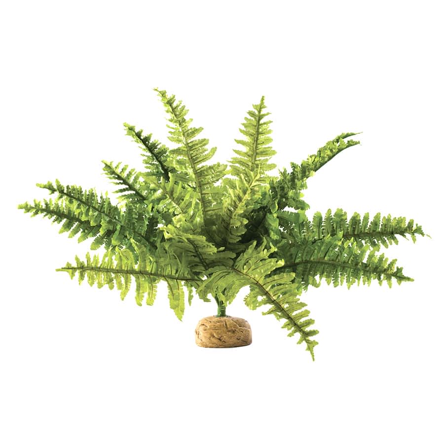 Exo Terra Boston Fern Rainforest Plant