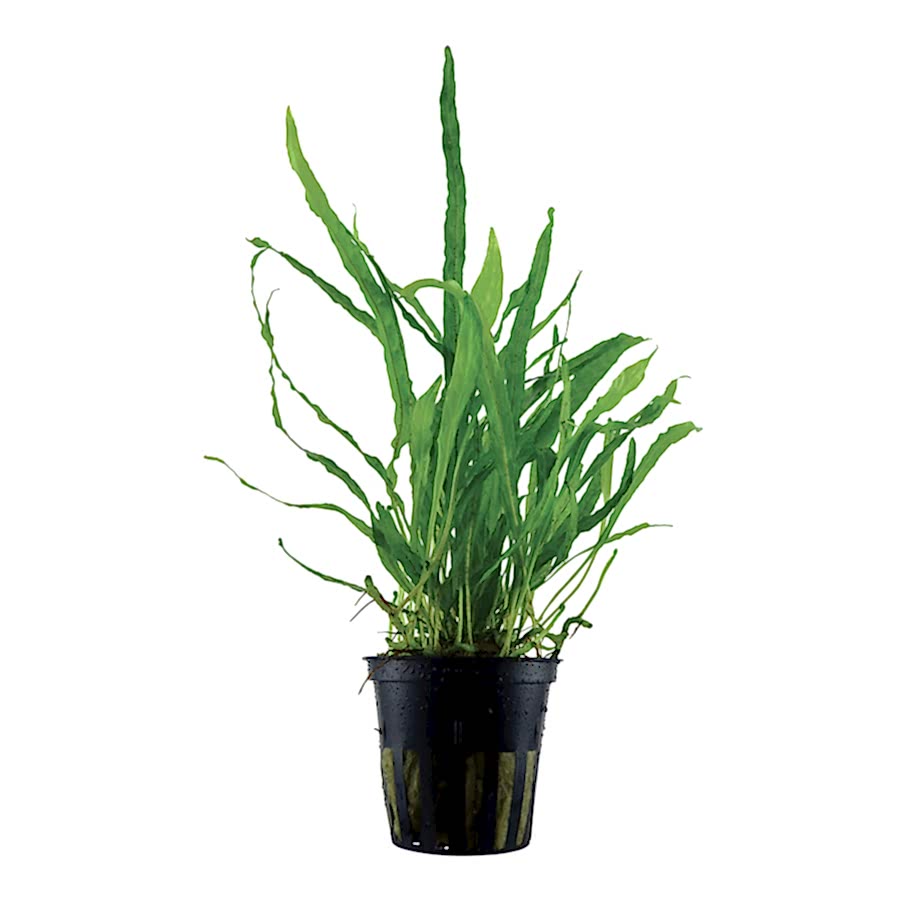 Tropica Microsorum Pteropus 'Narrow' Aquarium Plant