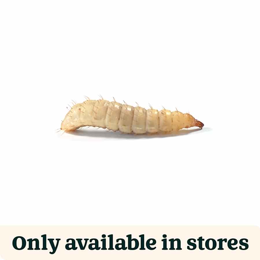 Pets at Home Live Reptile Calci Worms Food 10mm