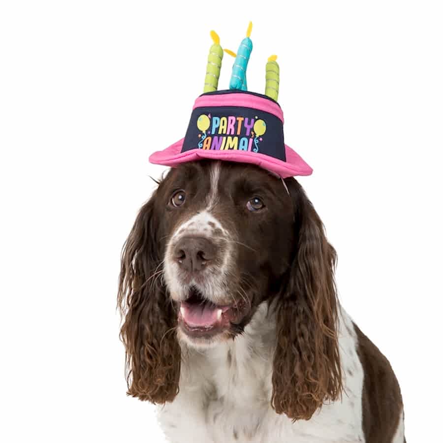 Party Dog Birthday Hat