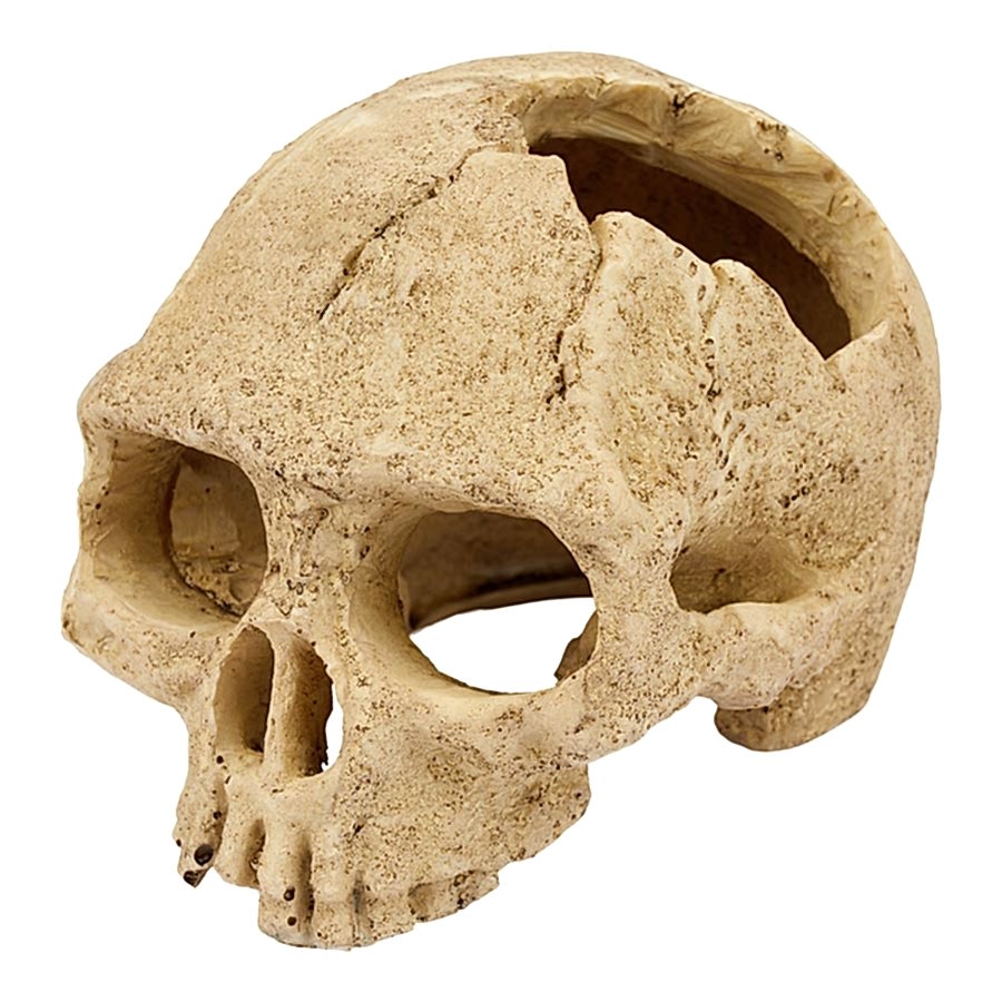 Pets at Home Reptile Ornamental Skull Brown