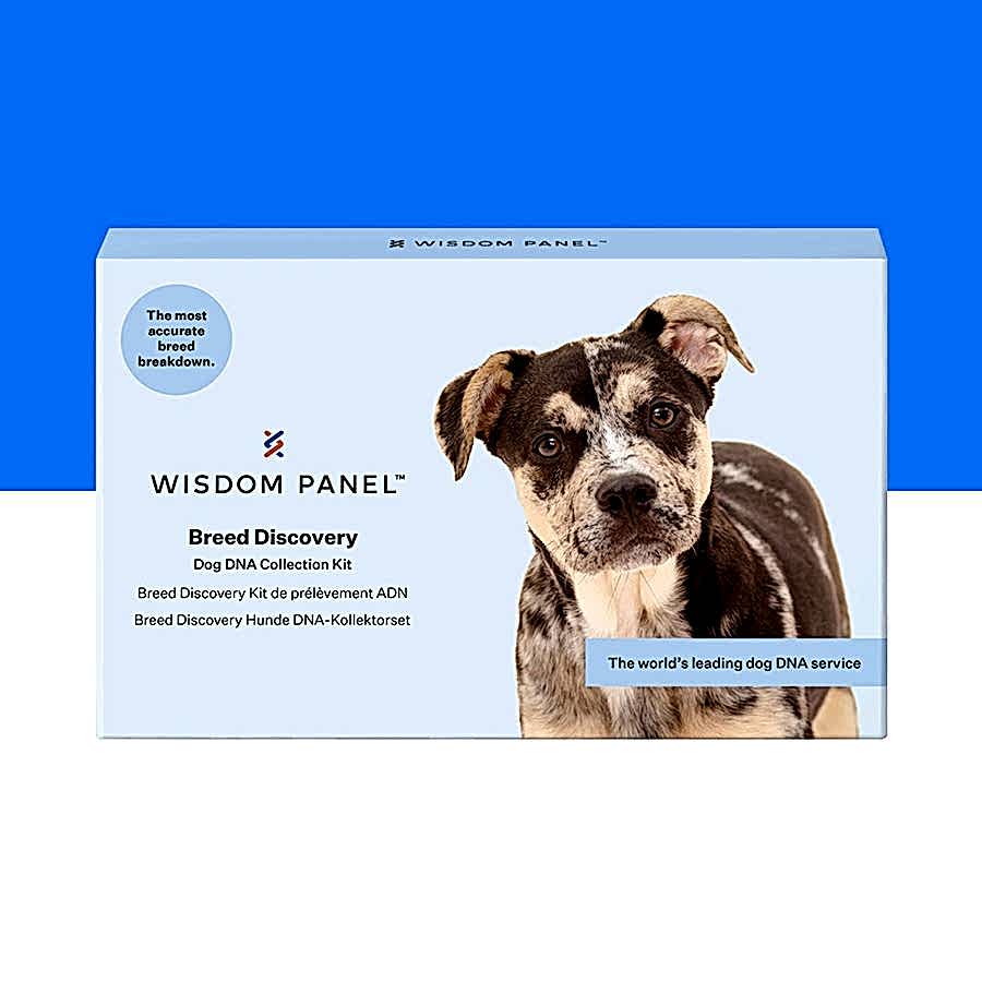 Wisdom Panel Breed Discovery Dog DNA Test