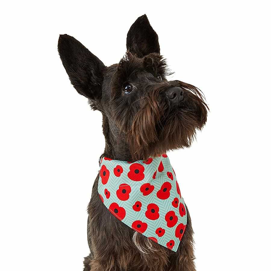 Royal British Legion Poppy Print Dog Bandana