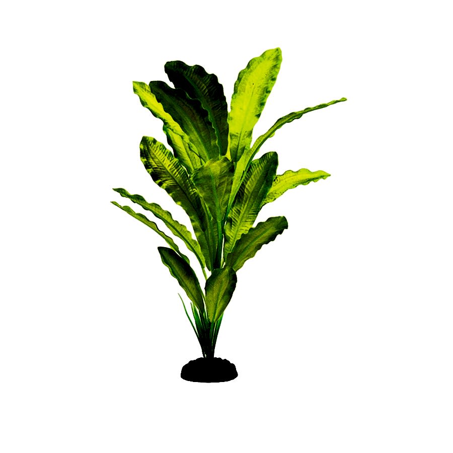 Classic Aquatics King Sword Plant