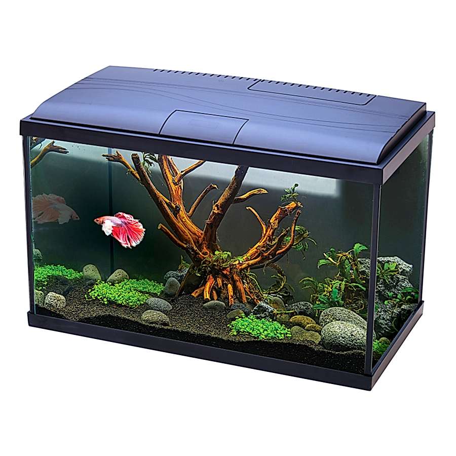 Love Fish Betta Aquarium