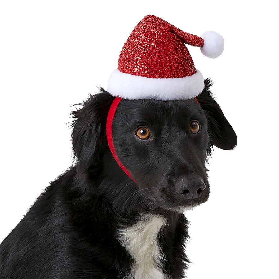 Pets at Home Christmas Sparkle Santa Dog Hat Red