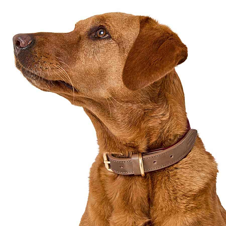 Wainwright's Christmas Retraced Roots Dog Collar Berry Brown