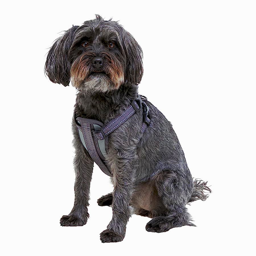 Pets at Home In-Car Safety Dog Harness & Seat Belt Grey