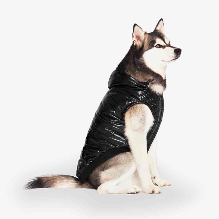 Canada Pooch Shiny Puffer Dog Vest Black