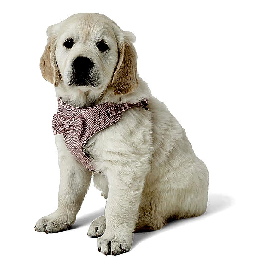 Wainwright's Herringbone Puppy Harness Pink