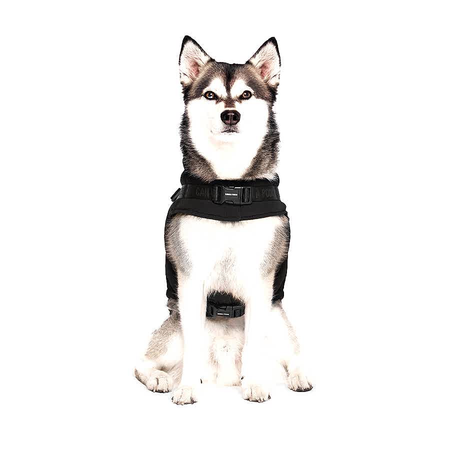 Canada Pooch Dog Harness Puffer Jacket Black