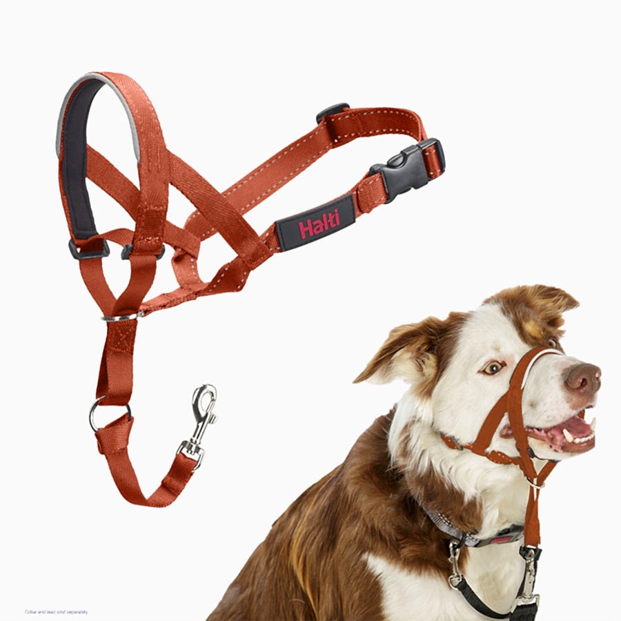 Halti Dog Training Headcollar Burnt Orange