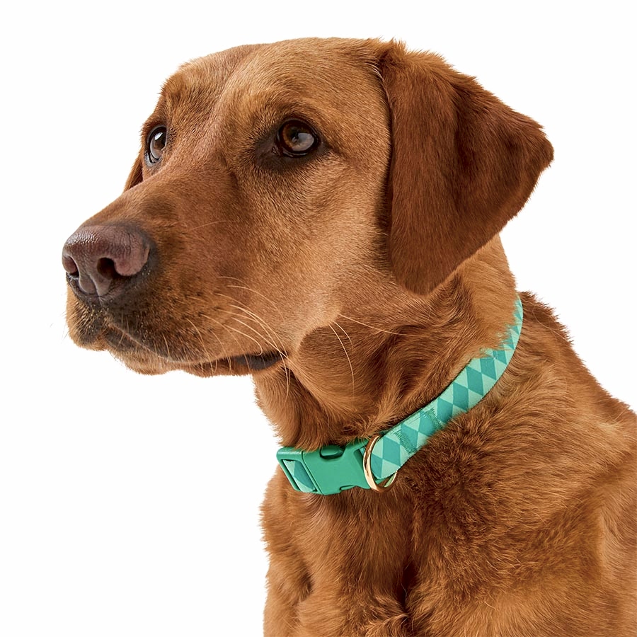 Pets at Home Christmas Harlequin Dog Collar Green